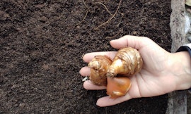 Il giardino in un vaso: laboratorio sulle bulbose