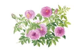 Disegnando la natura