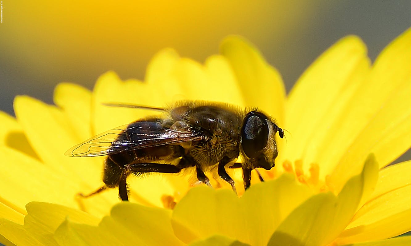 Prendersi cura della biodiversità: le abitazioni degli insetti impollinatori Prendersi cura della biodiversità: le abitazioni degli insetti impollinatori