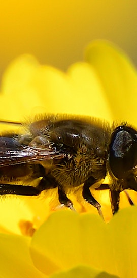 Prendersi cura della biodiversità: le abitazioni degli insetti impollinatori