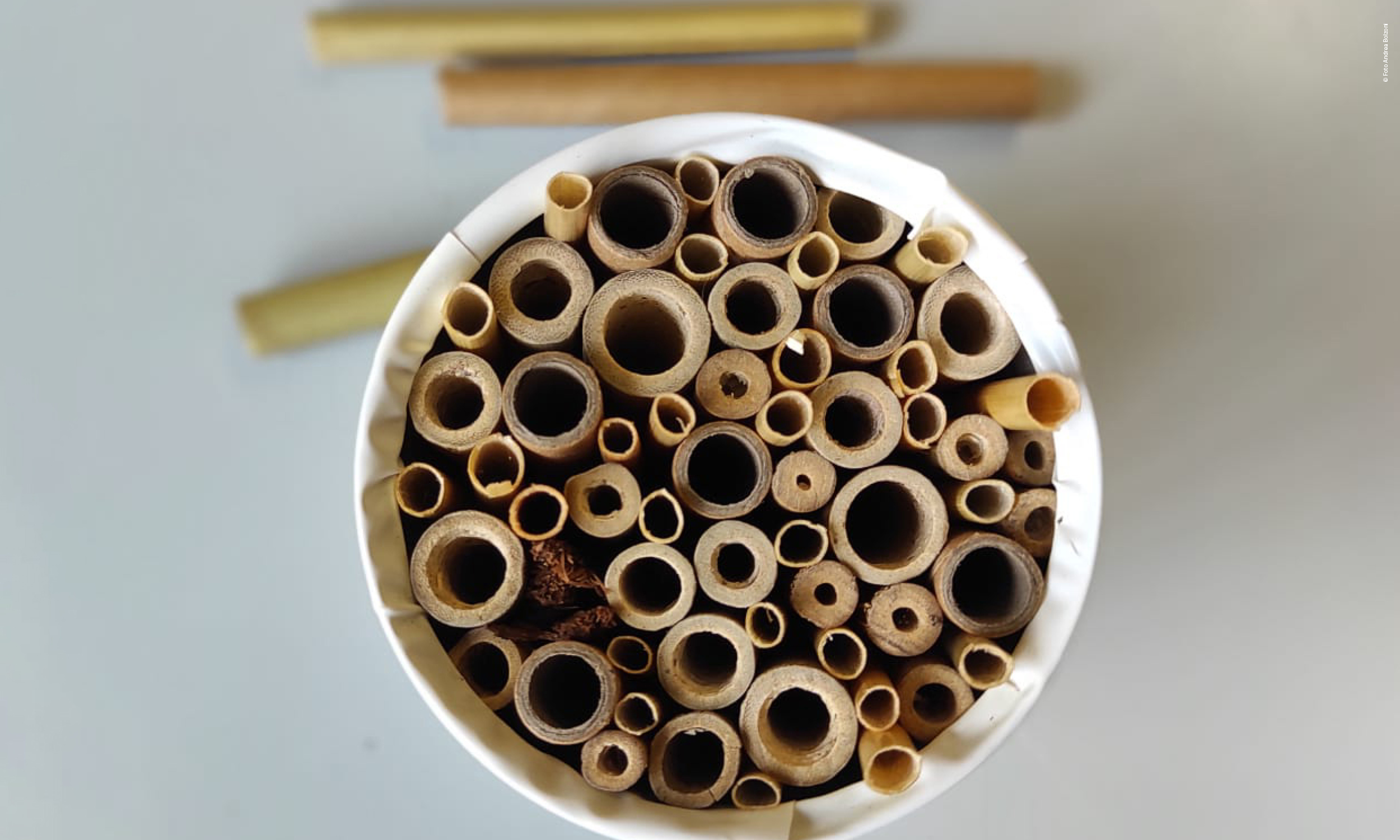 Prendersi cura della biodiversità: le abitazioni degli insetti impollinatori