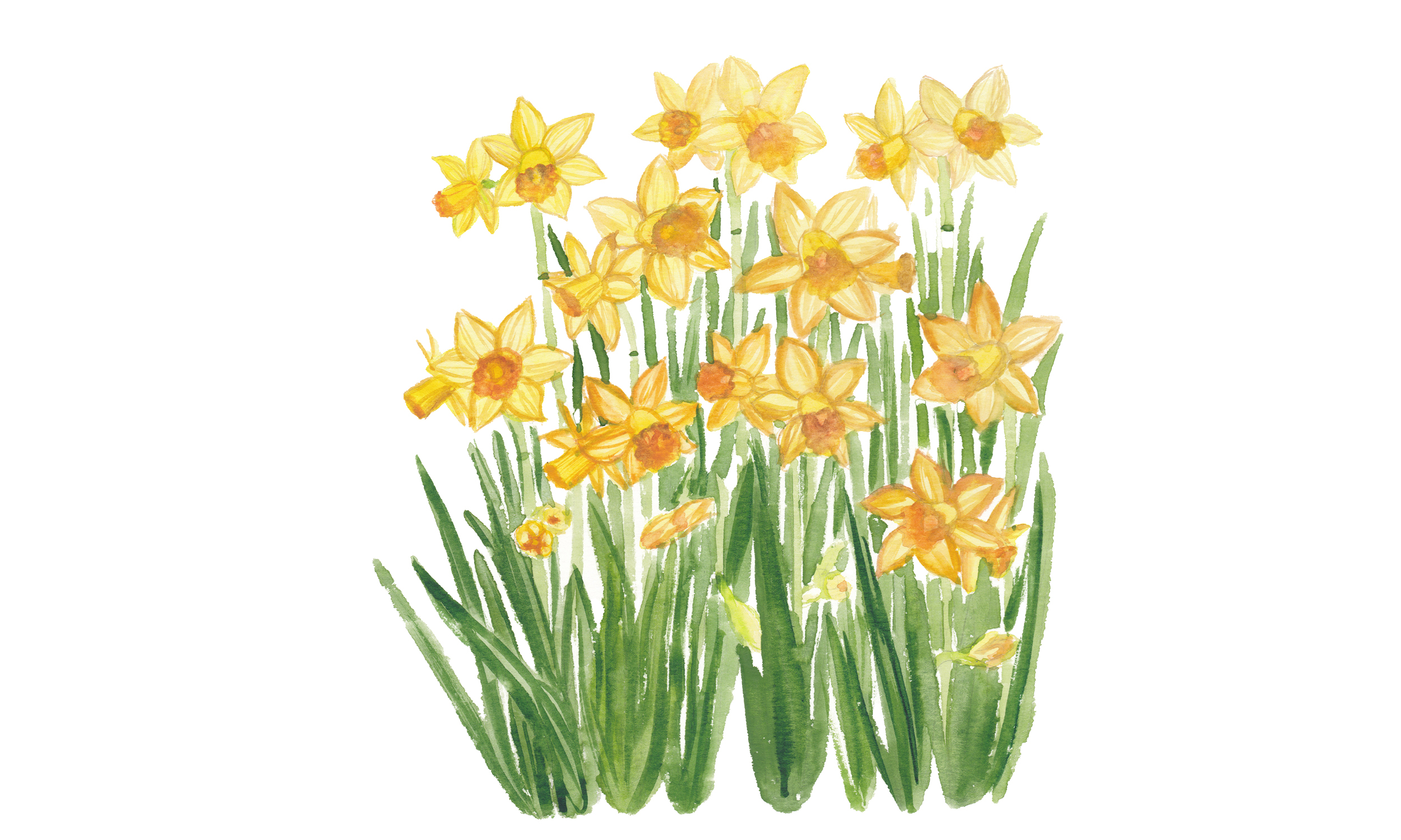 Riconosciamo la biodiversità in città