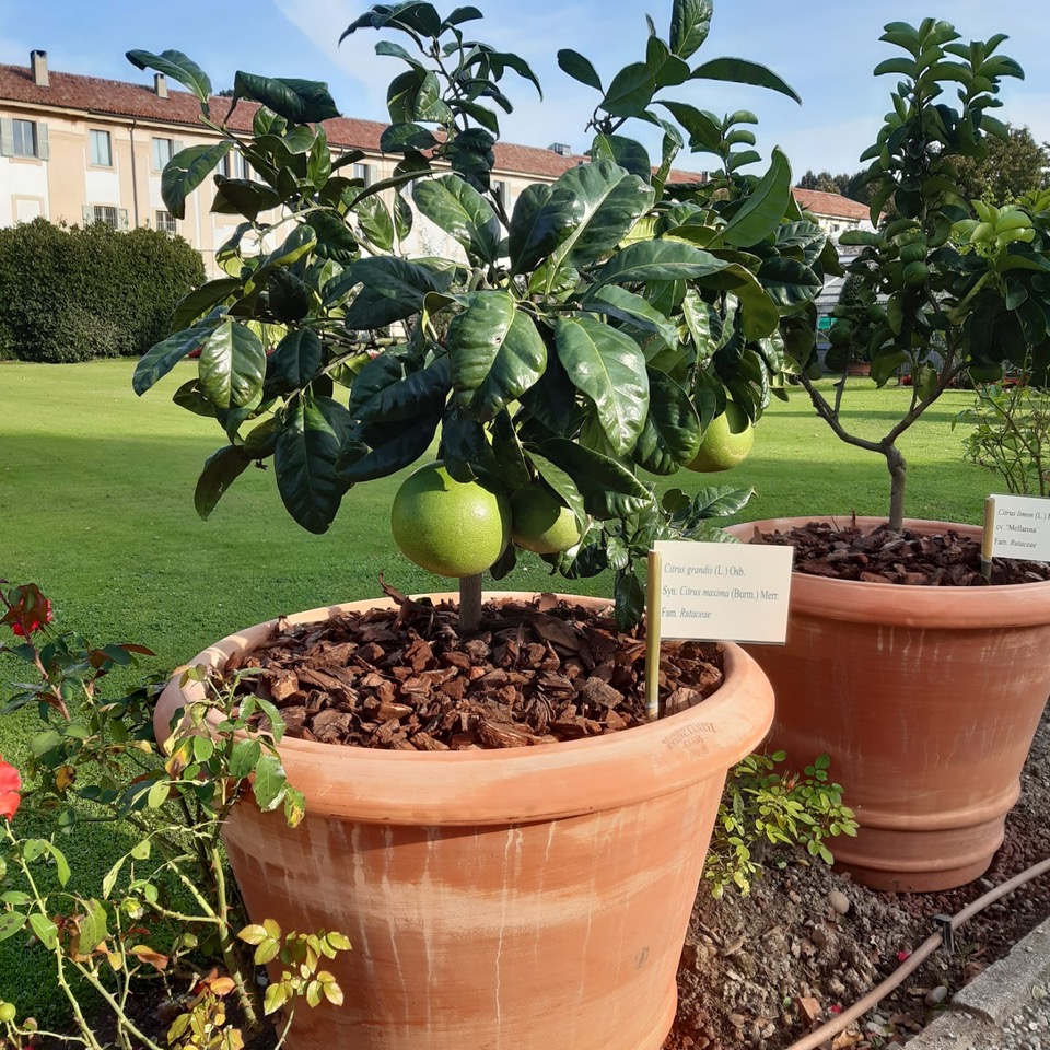 Agrumi antichi: miti, leggende e poesie in Villa Reale