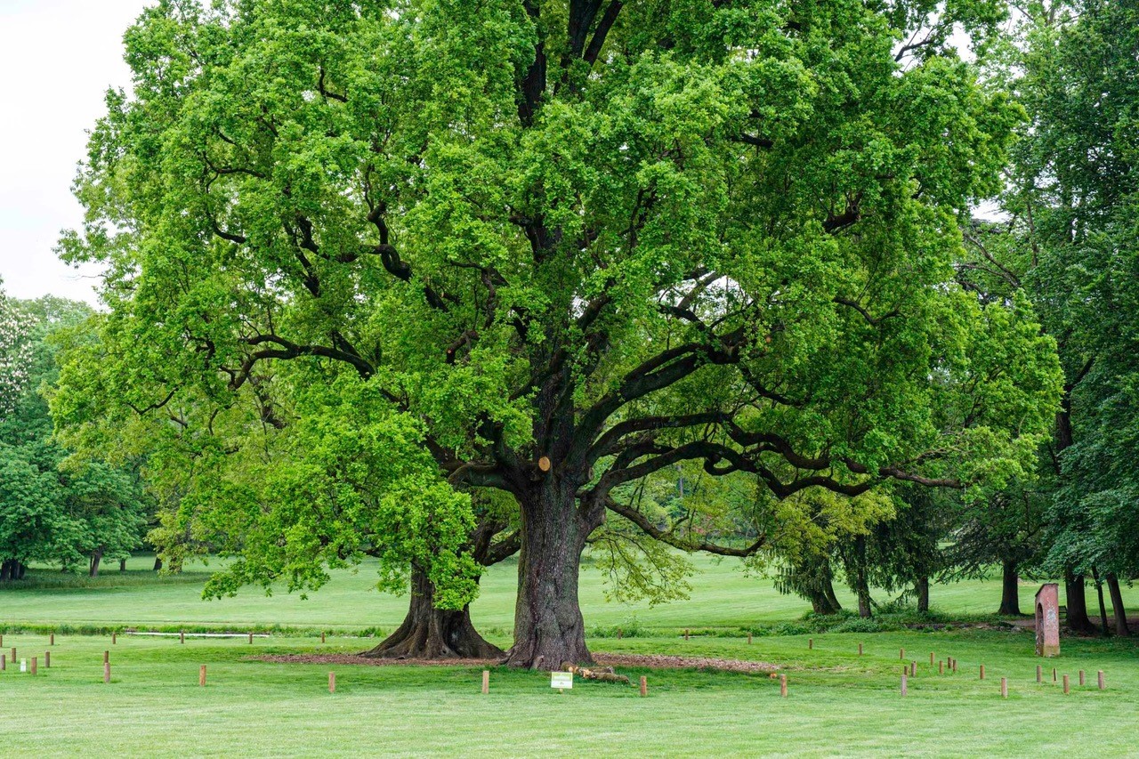 Alberi tra cielo e terra. Percorso alla scoperta degli alberi monumentali nei Giardini Reali