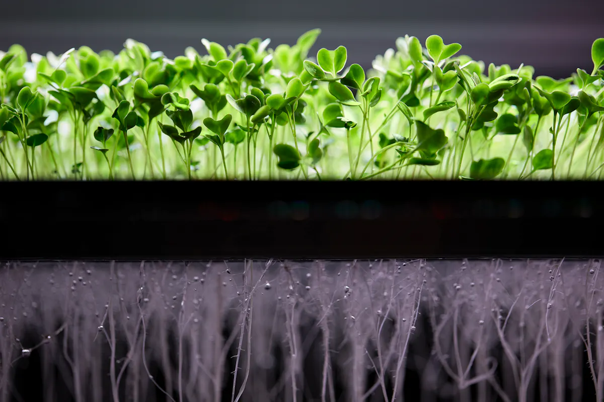 L'agricoltura aeroponica: Zero Farm L'agricoltura aeroponica: Zero Farm