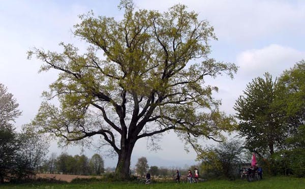 FARNIA SECOLARE IN LOCALITÀ MURIS