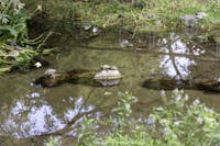 Il Laghetto del Parco degli Acquedotti