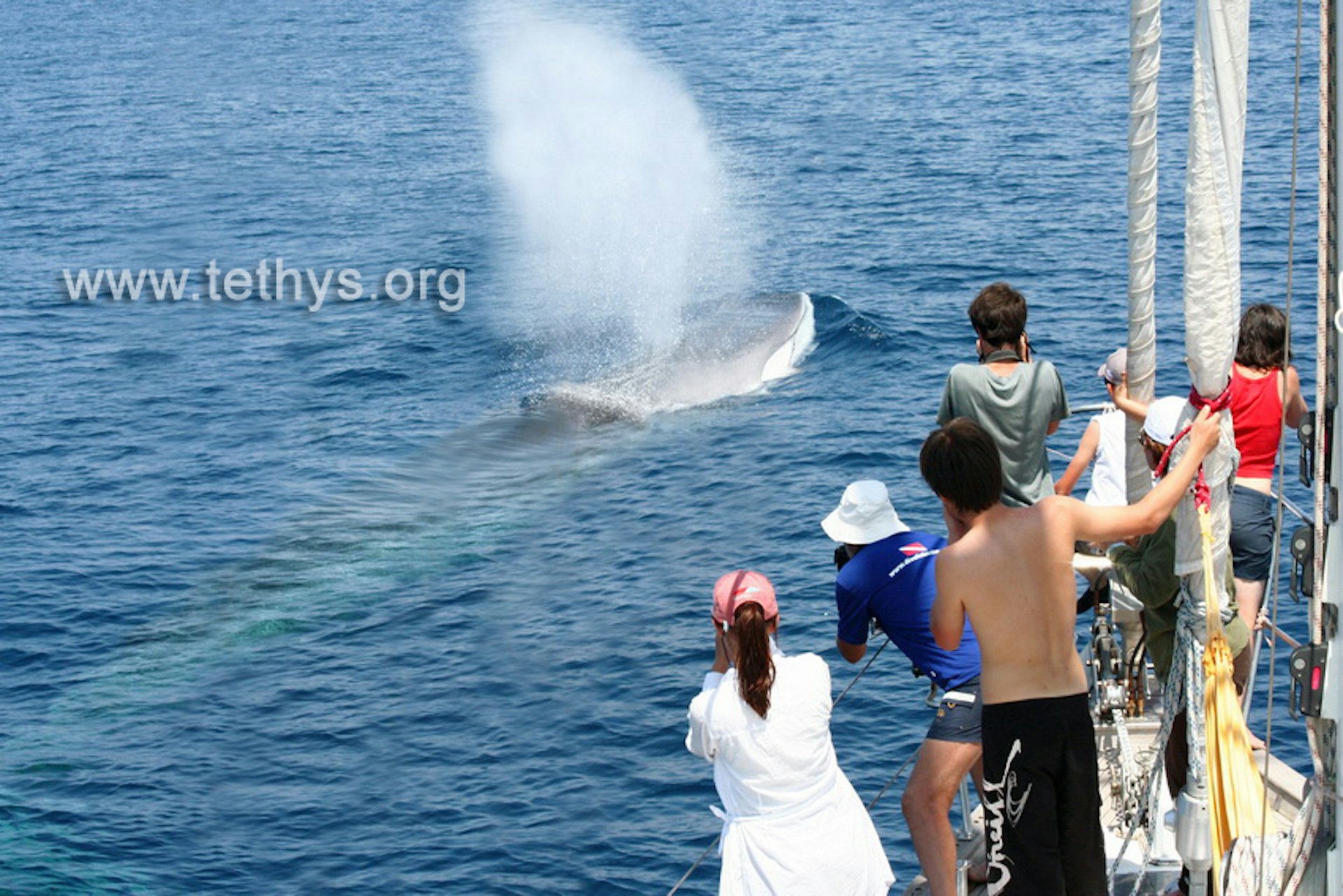 PELAGOS, SANTUARIO INTERNAZIONALE PER I CETACEI DEL MEDITERRANEO I Luoghi del Cuore FAI PELAGOS, SANTUARIO INTERNAZIONALE PER I CETACEI DEL MEDITERRANEO I Luoghi del Cuore FAI