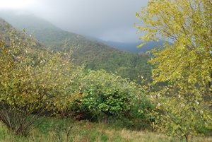 IL BOSCO DI VALPREDINA