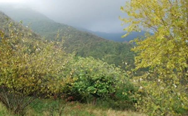 IL BOSCO DI VALPREDINA