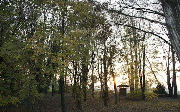 Boscospino