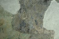 plesso storico plesso storico