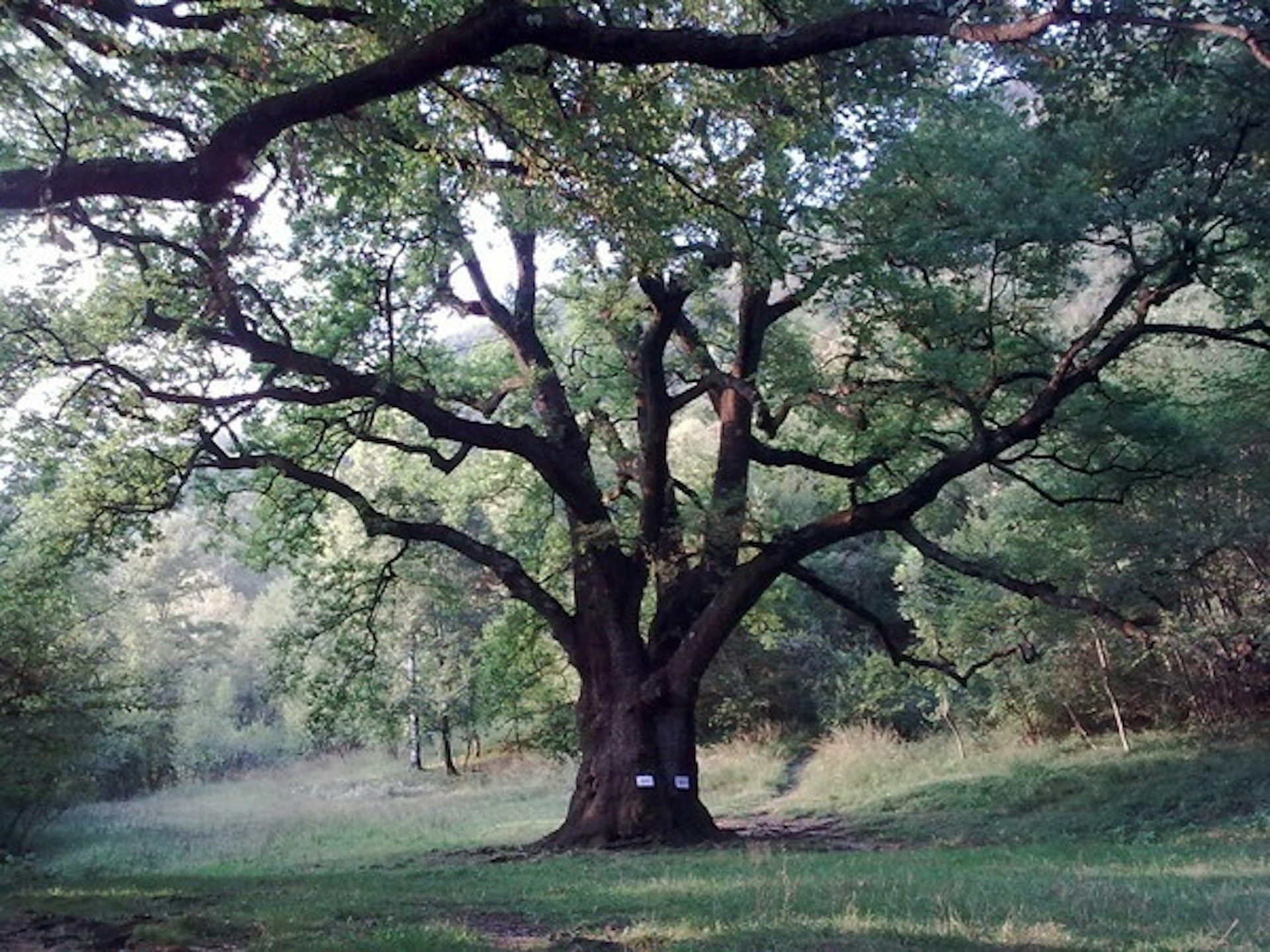 lo è la quercia secolare