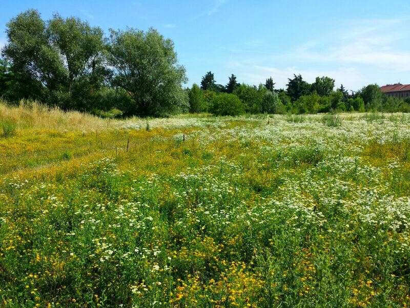 PIAZZA D'ARMI DI BAGGIO