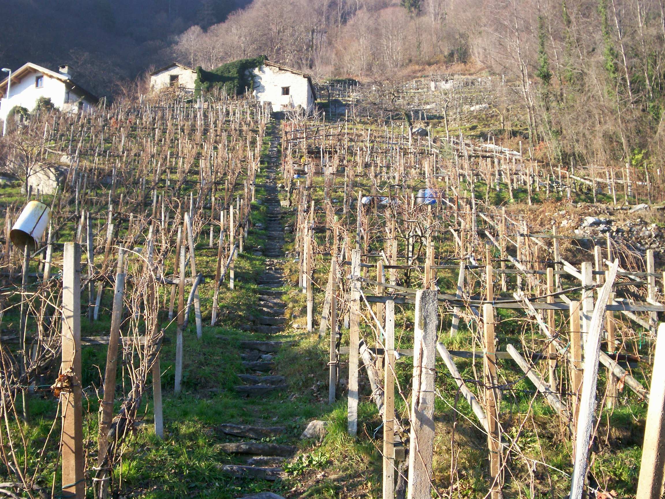 I TERRAZZAMENTI DELLA VALCHIAVENNA