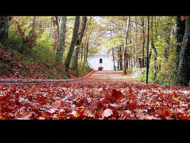 BOSCO DI SANT'ONOFRIO