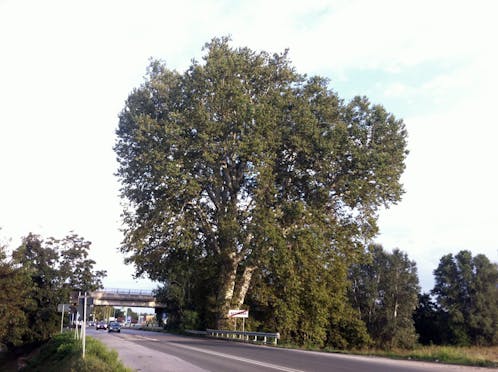 ALBERO DI NAPOLEONE