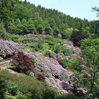OASI ZEGNA | ph. FAI | © Archivio Fondazione Zegna Oasi Zegna, OASI ZEGNA, TRIVERO, BIELLA