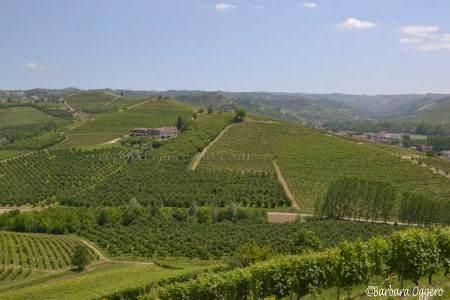BARBARESCO