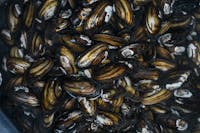 MESSA IN POSA COZZE MESSA IN POSA COZZE