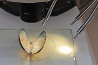 I Luoghi del Cuore - Lago d'Orta e il suo ecosistema I Luoghi del Cuore - Lago d'Orta e il suo ecosistema