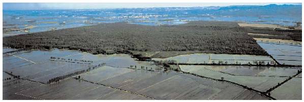 BOSCO DELLA PARTECIPANZA