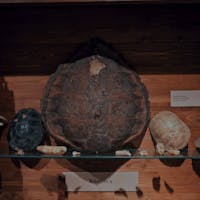 MUSEO FILIPPPA MUSEO FILIPPPA