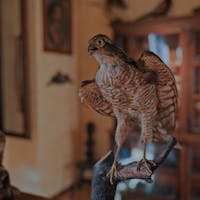 MUSEO FILIPPPA MUSEO FILIPPPA