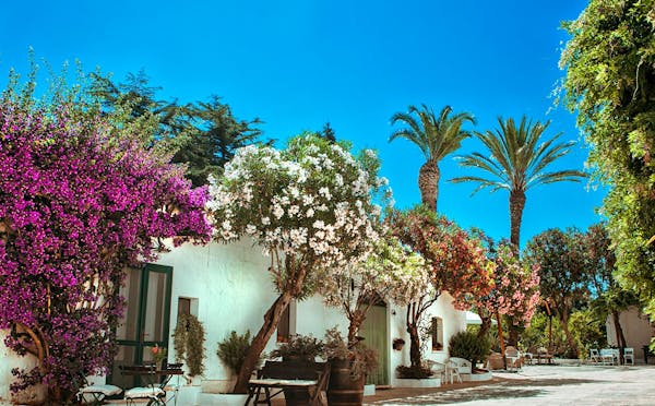 I patriarchi verdi di una masseria ostunese.