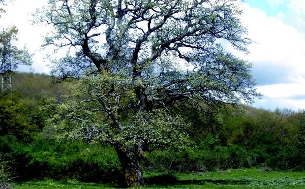 BOSCO PADULI