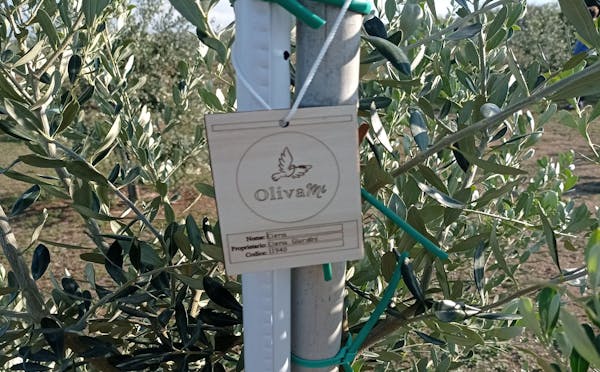 OLIVAMI ETS
