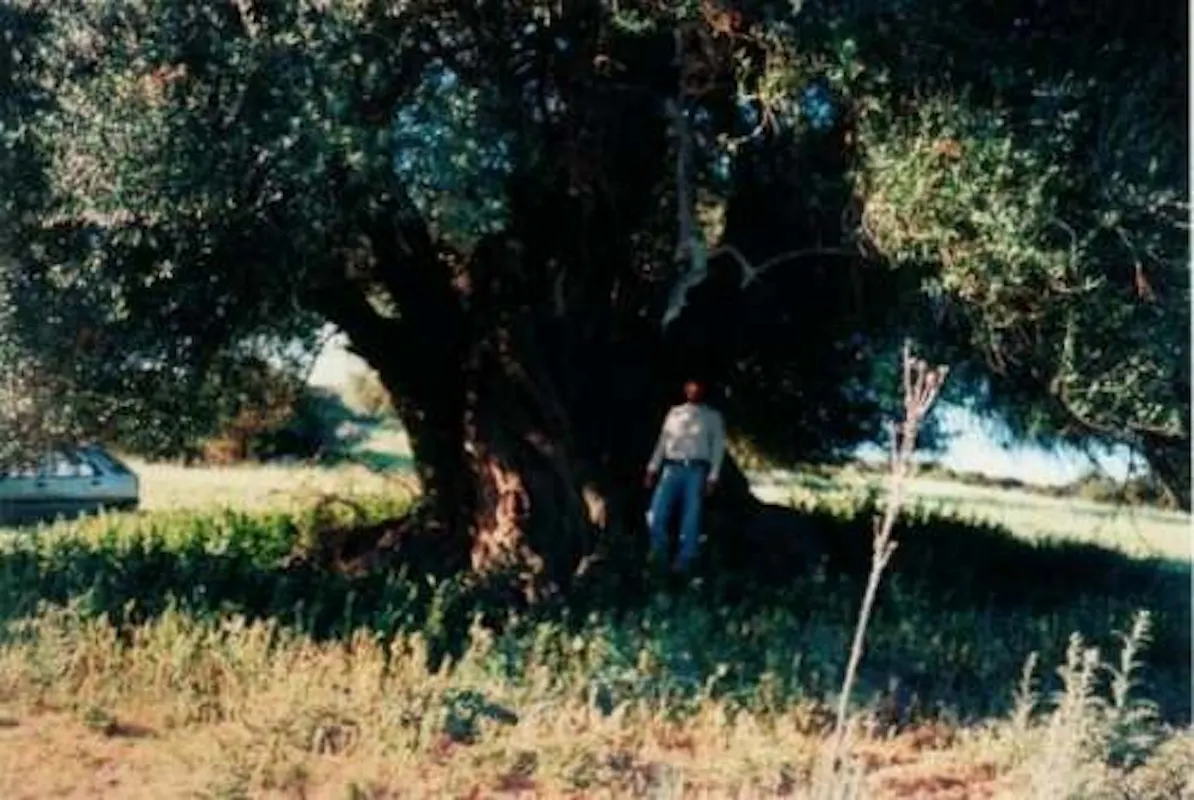 LOC. S'ORCULANA (OLIVASTRO MILLENARIO) LOC. S'ORCULANA (OLIVASTRO MILLENARIO)