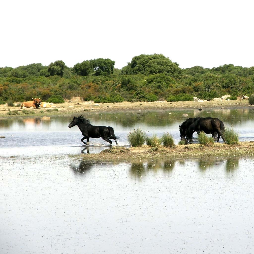 LA GIARA DI GESTURI