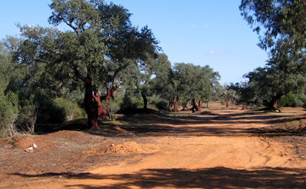 BOSCO DI SANTO PIETRO