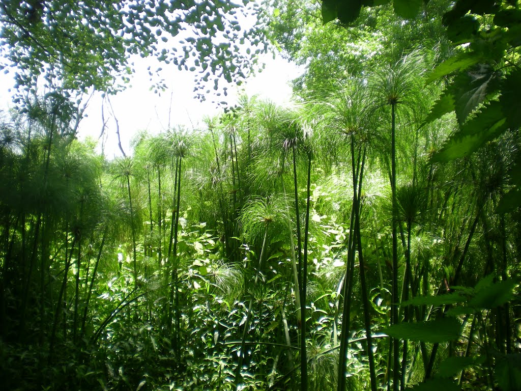 RISERVA NATURALE FIUMEFREDDO