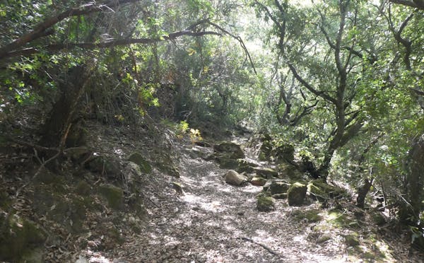 BOSCO DI SANTO PIETRO: STORIA,RISORSE E SCRIGNI SEGRETI
