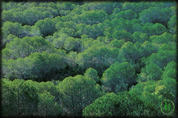 PINETA DI PIRAINO