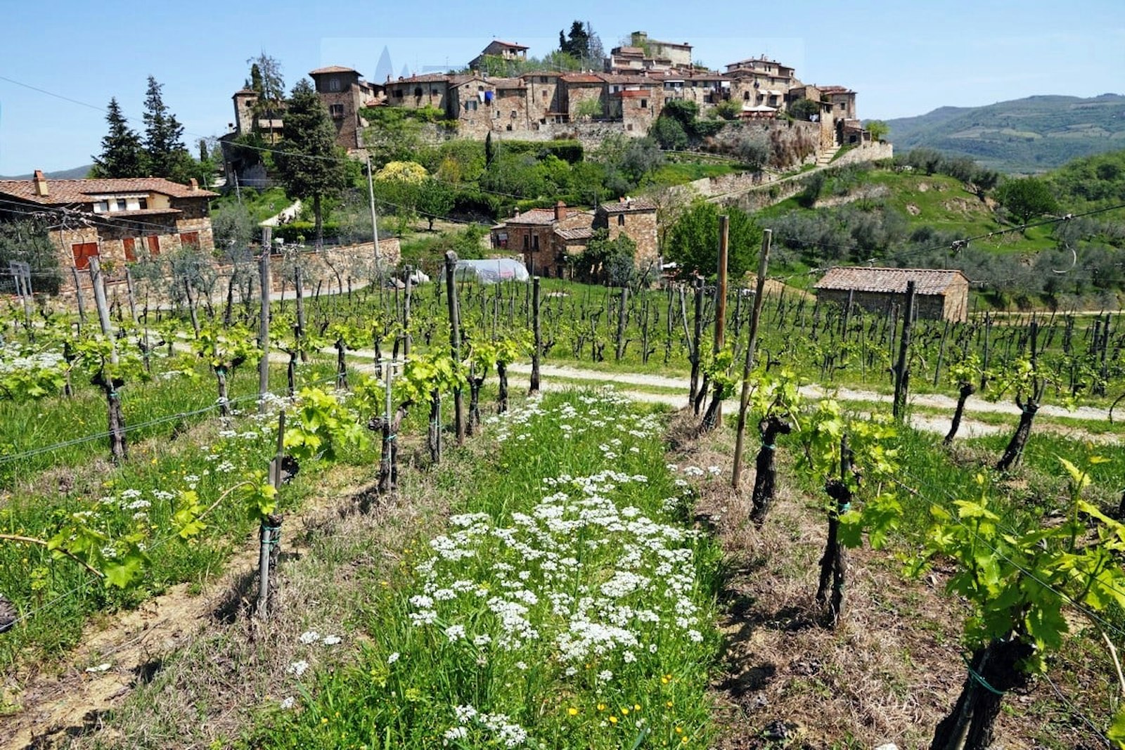 GREVE IN CHIANTI | I Luoghi del Cuore - FAI