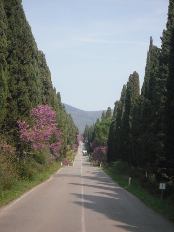 CIPRESSI DI BOLGHERI CIPRESSI DI BOLGHERI