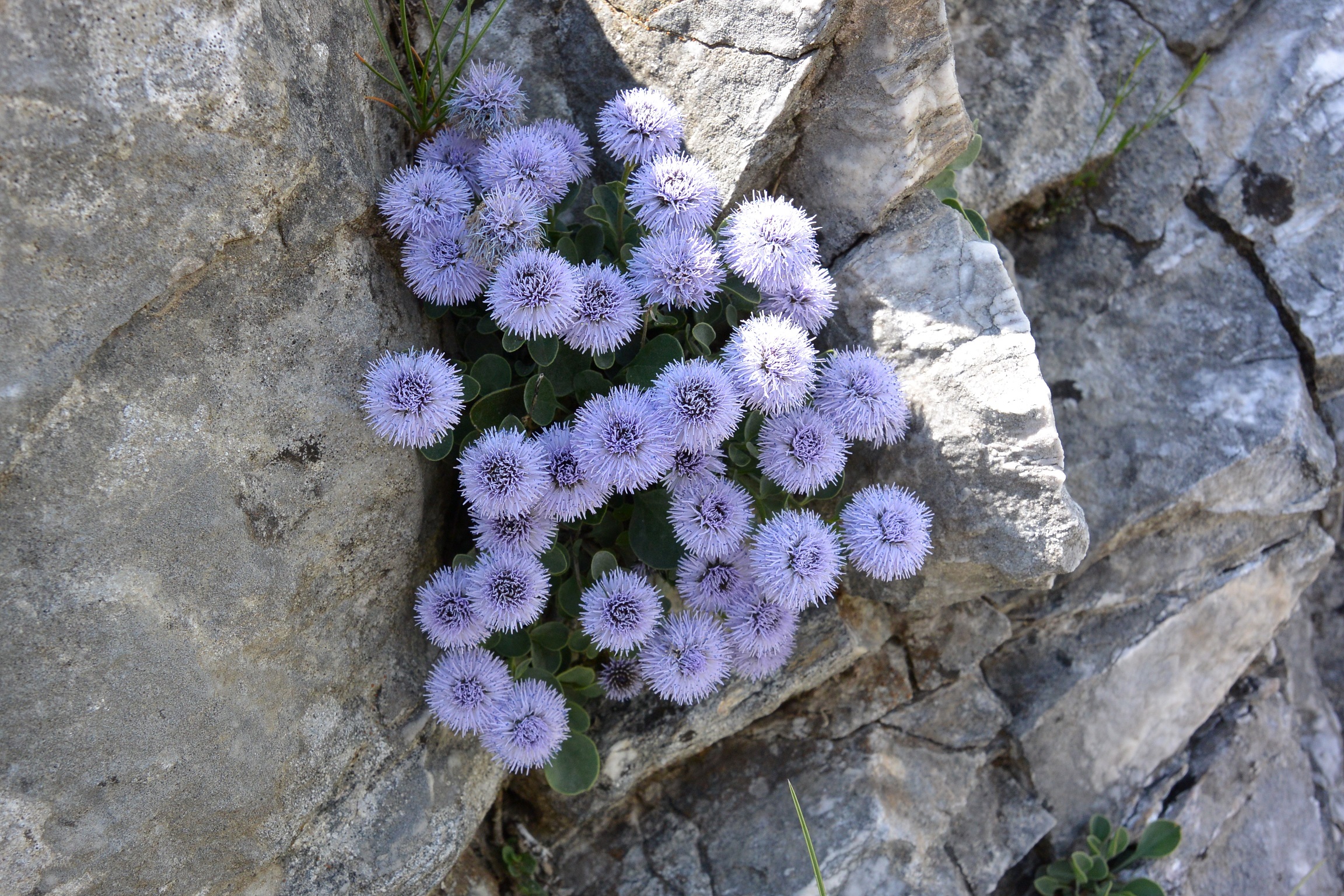 ORTO BOTANICO “PIETRO PELLEGRINI”