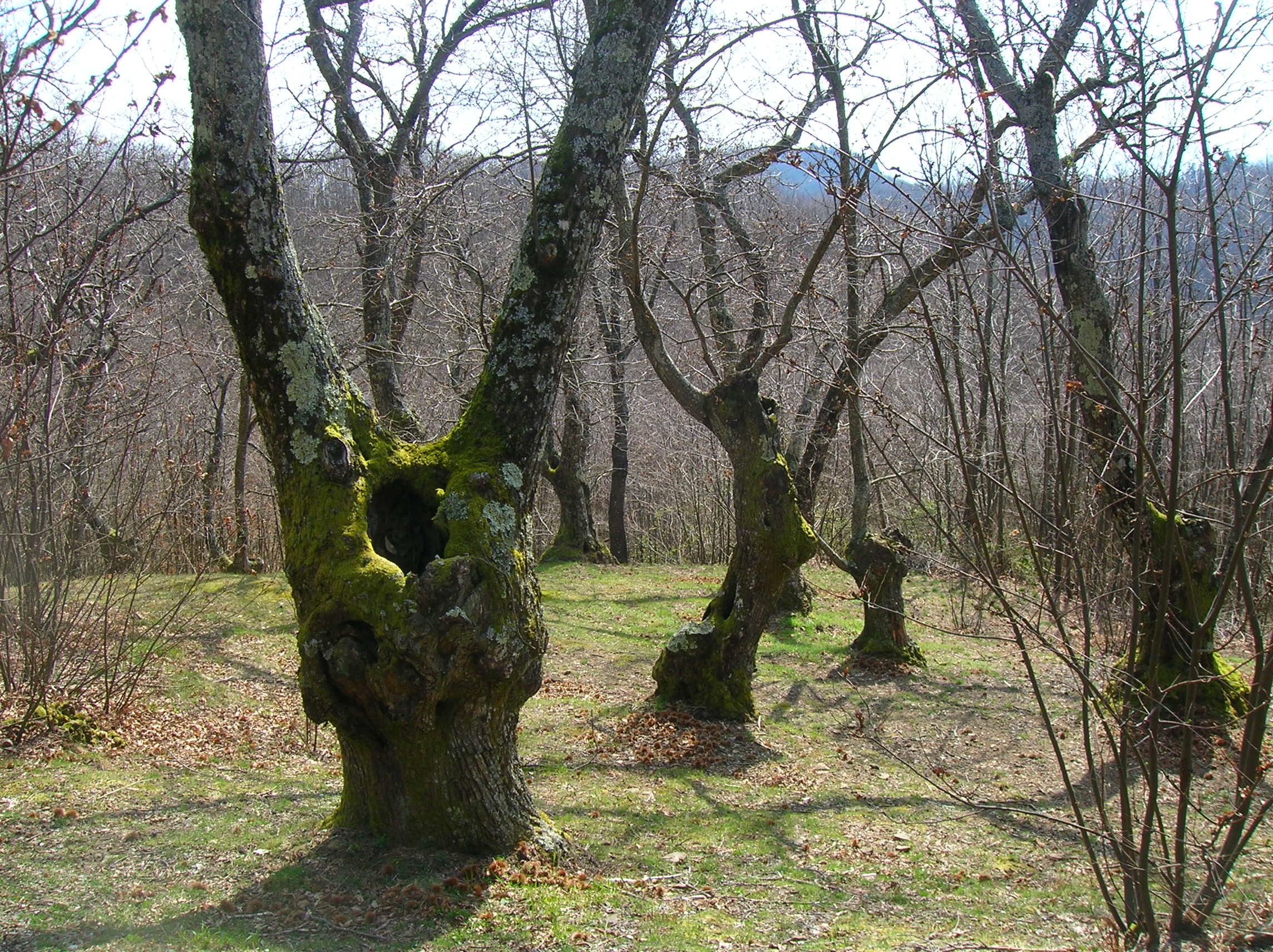 LE PIASTRE