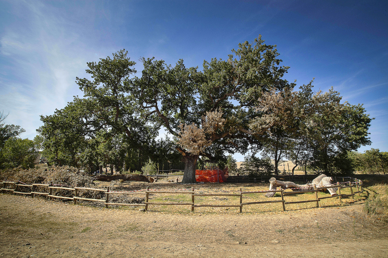 Checche oak