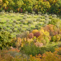 sentiero degli ulivi sentiero degli ulivi