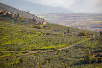 sentiero degli ulivi