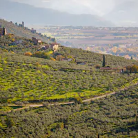 sentiero degli ulivi sentiero degli ulivi