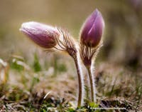 vallone di cime bianche, VALLONE DI CIME BIANCHE, AYAS (AO ) 