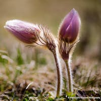 vallone di cime bianche vallone di cime bianche, VALLONE DI CIME BIANCHE, AYAS (AO )