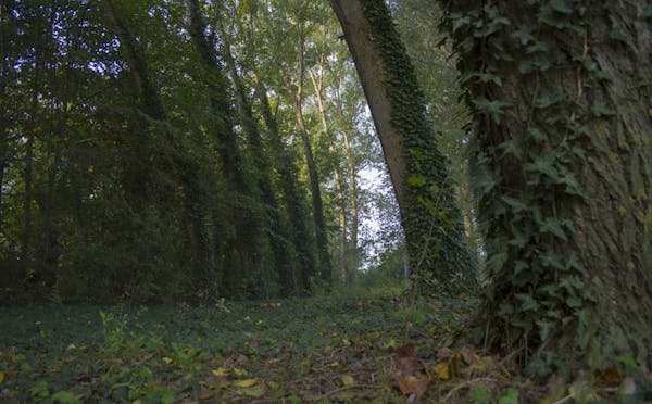 PARCO LANGER