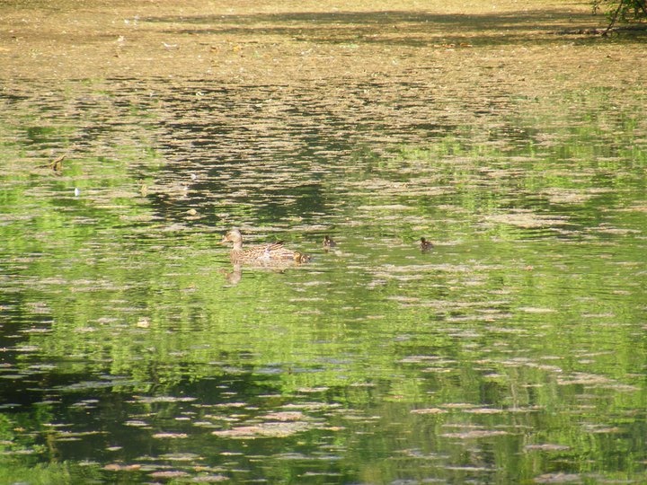 PARCO E  VILLA BOLASCO