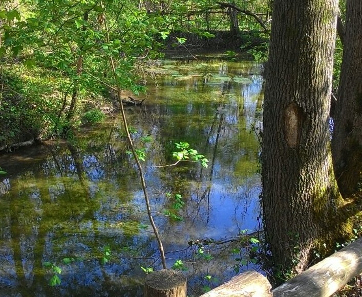 IL BOSCO DI ALVISOPOLI